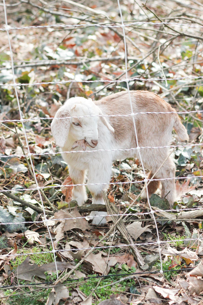 This baby goat was part of the herd that ate our unwanted ivy.