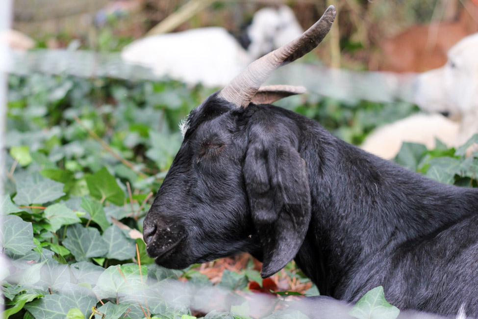 Everything you need to know about renting goats for ivy removal. (Yes, that's a thing!)