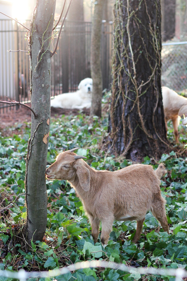 Everything you need to know about renting goats for ivy removal. (Yes, that's a thing!)