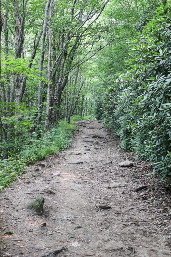 Hiking Trail at Whiteside Mountain in NC.